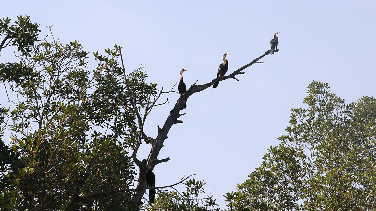 African darter